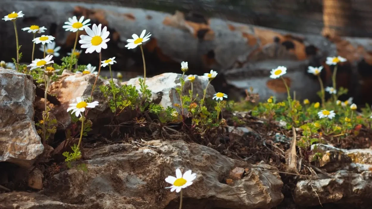 Ekosisteme Duyarlı Belediyecilik